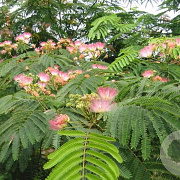 Albizia julibr. Tropical Dream 6-8 cm 35L BEVEERD