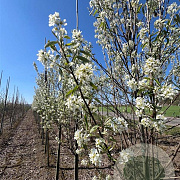 Amelanchier can. 'October Flame' 6-8 cm 30L beveerd 