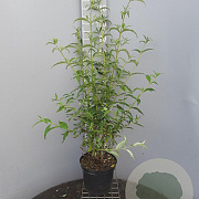 Buddleja d. 'White Profusion' 100-125 cm 7,5L