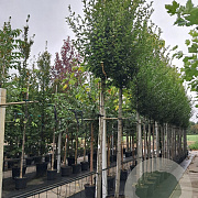 Carpinus bet. 'Fastigiata' 14-16 cm 35L 200 cm stam