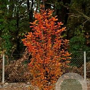 Carpinus bet. 'Orange Retz' 10-12 cm cont. 55L 180 cm stam
