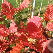 Carpinus bet. Rockhampton Red 6-8 cm 30L beveerd 
