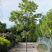 Carya illinoin. 'Mohawk' 8-10 cm 45L