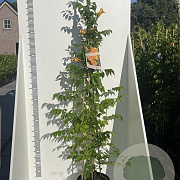 Campsis rad. 'Flava' 175-200 cm 7,5L