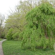 Cercidiphyllum j. 'Morioka Weeping' 10-12 cm 25L 200 cm stam
