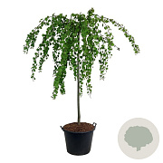 Cercidiphyllum j. 'Pendulum' 10-12 cm 45L 200 cm stam