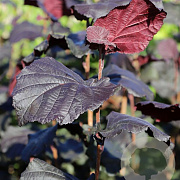 Corylus a. Red Ghost 8-10 cm 35L