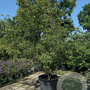Cornus k. 'China Girl' 200-250 cm cont. 110L