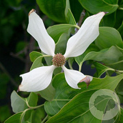 Cornus k. 'Robert's Selectie' 125-150 cm draadkluit solitair
