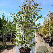 Cornus 'Norman Hadden' 250-300 cm cont. 70L solitair