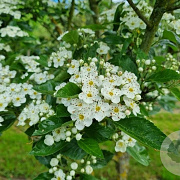 Crataegus lavalleei 'Carrierei' 6-8 HO 25L