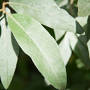 Elaeagnus commutata 'Zempin' 10-12 cm 45L