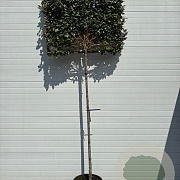 Elaeagnus ebbingei 10-12 HO container 180 cm stam leiboom