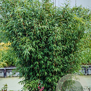 Fargesia nitida 200-250 cm cont. 90L