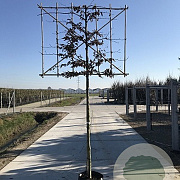 Fagus sylvatica 14-16 HO 45L leiboom