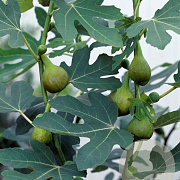 Ficus car. 'Bornholms Diamant' 8-10 HO 25L