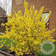 Forsythia int. Week-End 175-200 cm cont. 70L solitair