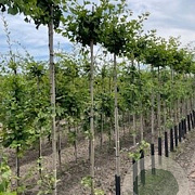 Ginkgo bil. 'Globus' 10-12 cm 50L 200 cm stam