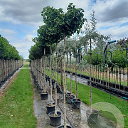 Ginkgo bil. 'Mariken' 6-8 cm 18L 200 cm stam
