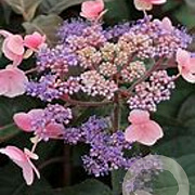 Hydrangea asp. Hot Chocolate 60-80 cm 30L