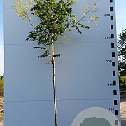 Koelreuteria paniculata 8-10 HO 30L