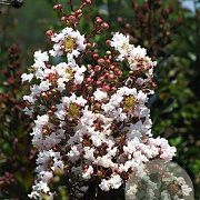 Lagerstroemia i. Burgundy Cotton 6-8 cm 25L 150 cm stam