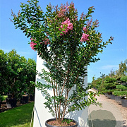 Lagerstroemia 'Sioux' 8-10 cm 35L