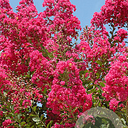 Lagerstroemia 'Tuskegee' 12-14 cm cont. 70L