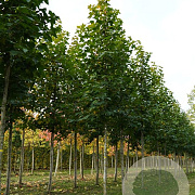 Liquidambar acal. 'Burgundy Flush' 8-10 cm 35L