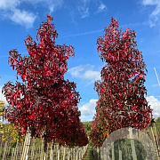 Liquidambar s. 'Fame4ever' 10-12 HO 35L