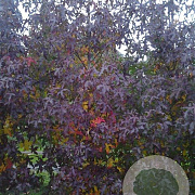 Liquidambar s. 'Jason' 14-16 cm cont. 70L 240 cm stam dakvorm