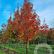 Liquidambar s. 'Stared' 12-14 cm 35L 120 cm stam leiboom
