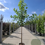 Liquidambar s. 'Worplesdon' 10-12 HO 35L