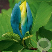 Magnolia acuminata 'Blue Opal' 6-8 cm cont. 55L
