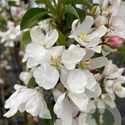 Malus 'Braendkjaer' 12-14 HO 35L