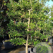 Malus d. CPRO Elstar 20-25 HA C165 Leivorm 50 cm stam