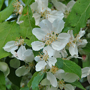 Malus 'Red Jade' 8-10 cm 35L 225 cm stam