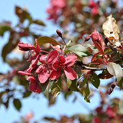 Malus 'Royalty' 12-14 cm 35L 200 cm stam