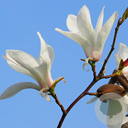 Magnolia sal. 'Louisa Fête' 10-12 cm cont. 55L