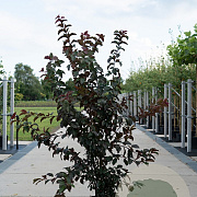 Malus toringo 'Scarlett' 175-200 cm 35L solitair meerstammig