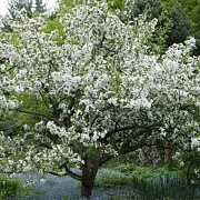 Malus toringo 'Tina' 12-14 cm 35L 225 cm stam