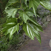 Morus alba 'Macrophylla' 10-12 cm cont. 70L 250 cm stam dakvorm