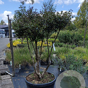 Osmanthus heterophyllus 175-200 cm container meerstammig