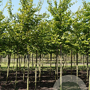 Parrotia persica 'Cherry Tips' 175-200 cm 35L solitair meerstammig