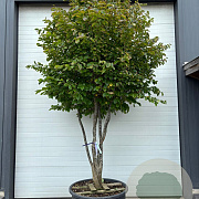 Parrotia persica 300-350 cm container meerstammig