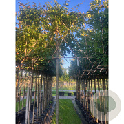 Parrotia persica 'Vanessa' 18-20 cm container lei 150x150 180 cm stam