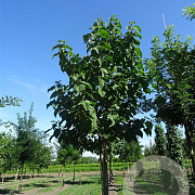 Paulownia tomentosa 'Hulsdonk' 12-14 cm cont. 70L
