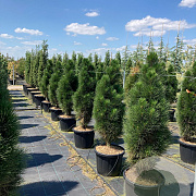 Pinus nigra 'Green Tower' 125-150 cm 35L