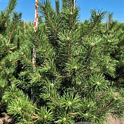 Pinus nigra nigra 175-200 cm draadkluit extra