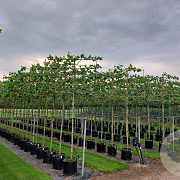 Platanus hispanica 18-20 HO container leiboom
